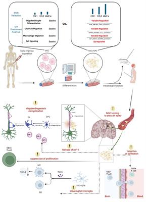 The evolution of mesenchymal stem cell-derived neural progenitor therapy for Multiple Sclerosis: from concept to clinic